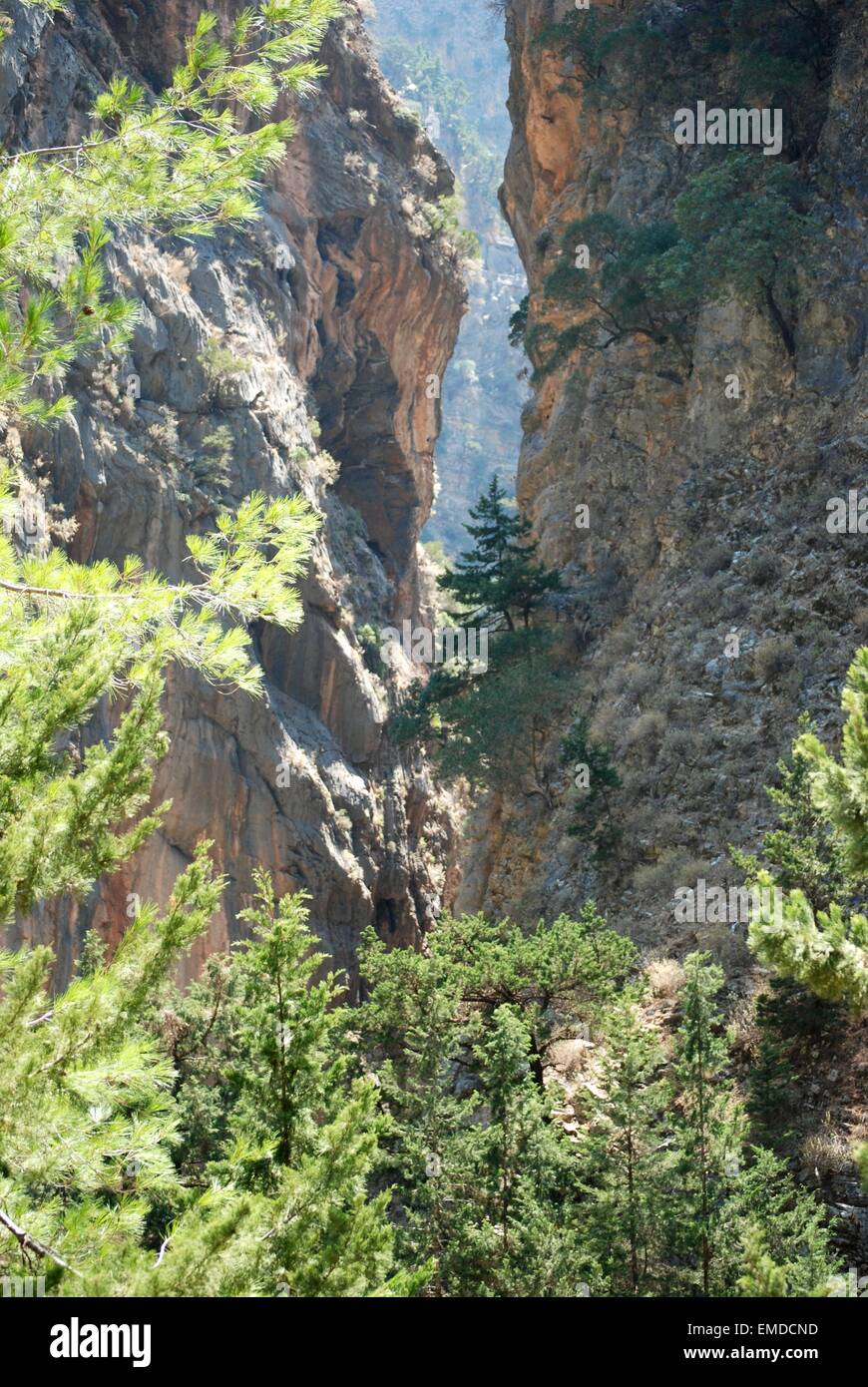 Widerstandsfähige Vegetation, die auf steilen Klippen der hochgelegenen Samaria-Schlucht wächst, Südwest-Kreta, Griechenland Stockfoto