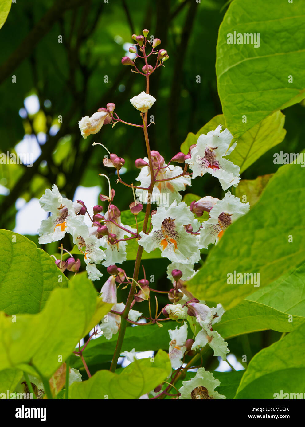 Catalpa Bignonioides ist eine Art von Catalpa, die ursprünglich aus dem Südosten der Vereinigten Staaten ist. Stockfoto