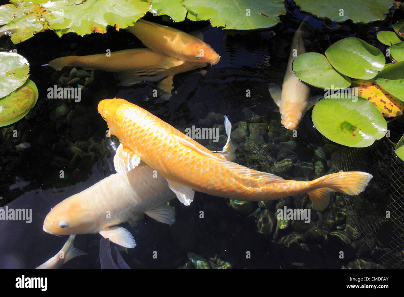 Hawaii, Oahu, Waikiki, Fischteich, Koikarpfen, Stockfoto