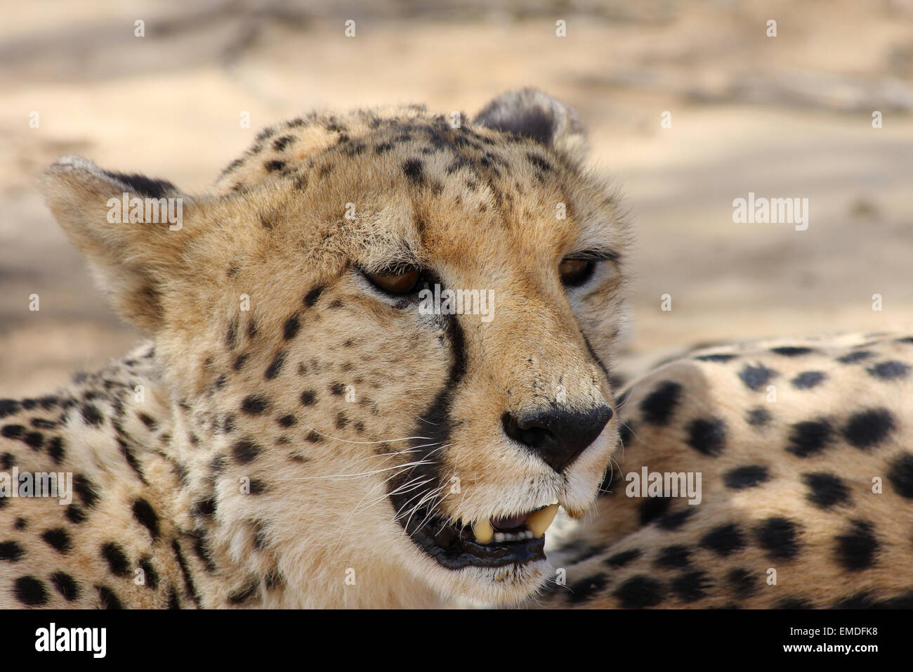 Gepard Afrika Stockfoto