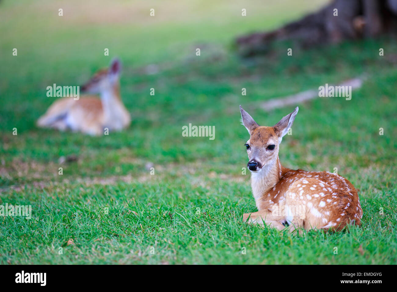 Reh Rehkitz auf Rasen Stockfoto