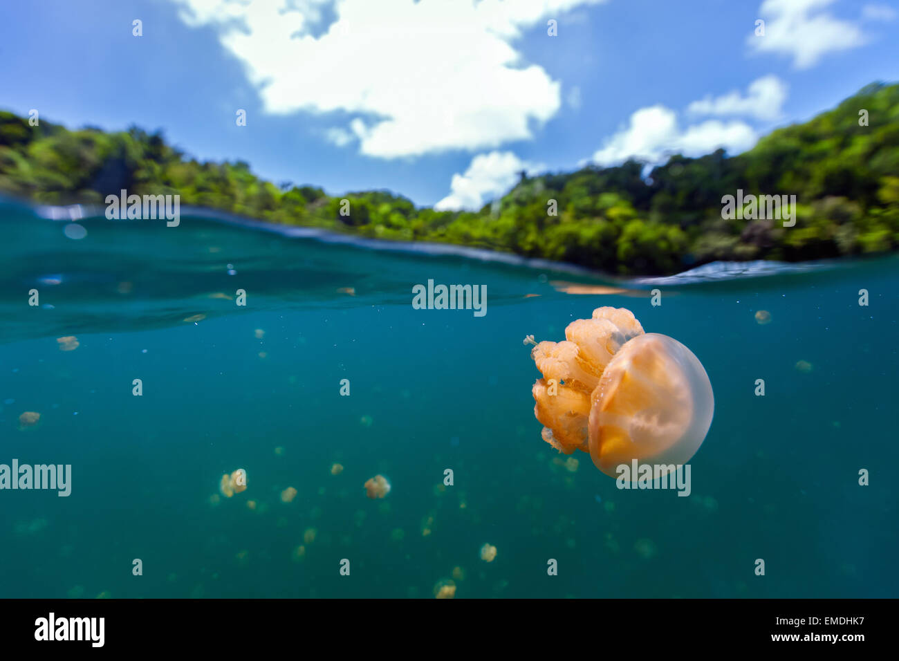 Jellyfish Lake Stockfoto