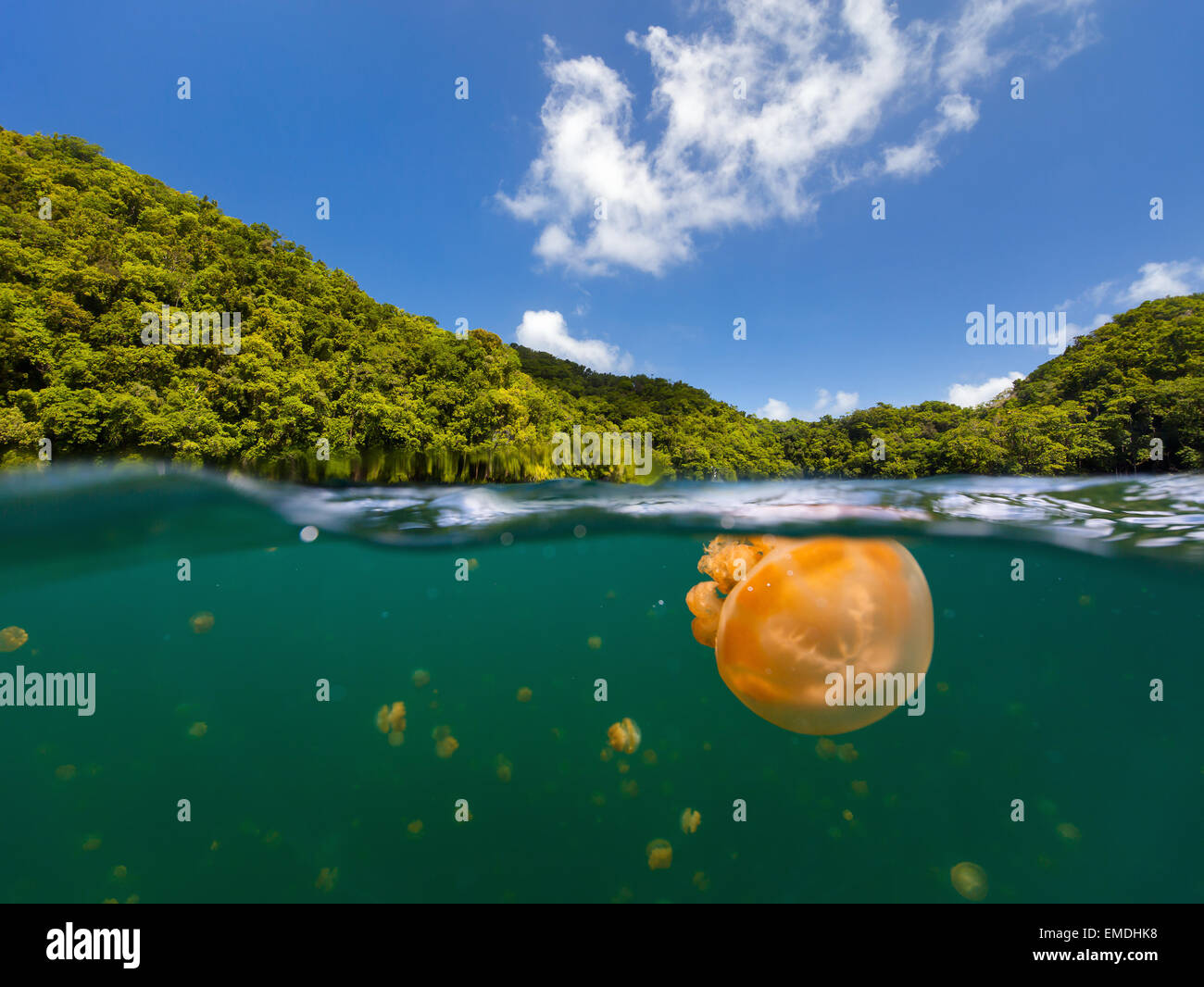 Jellyfish Lake Stockfoto