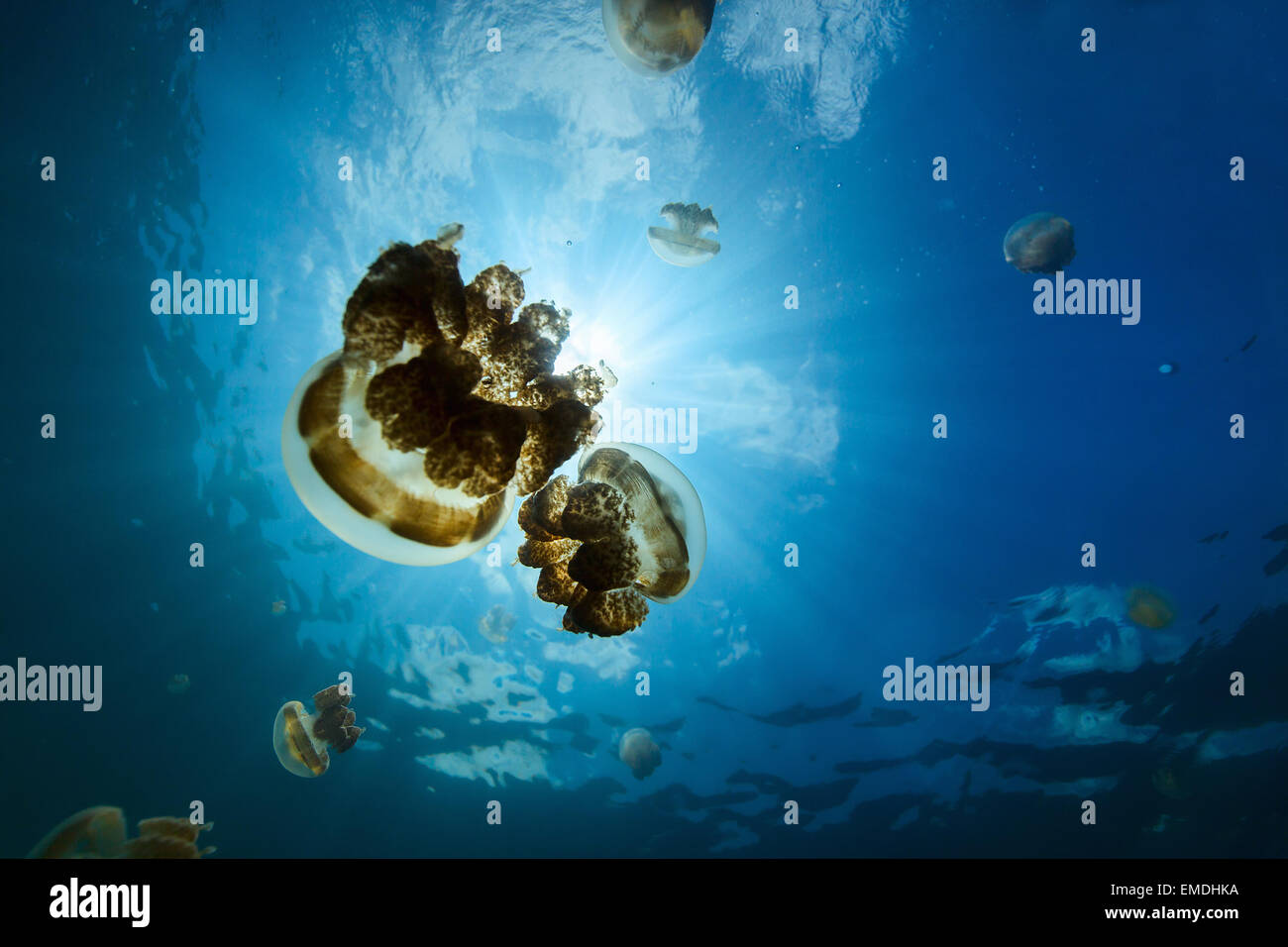 Jellyfish Lake Stockfoto