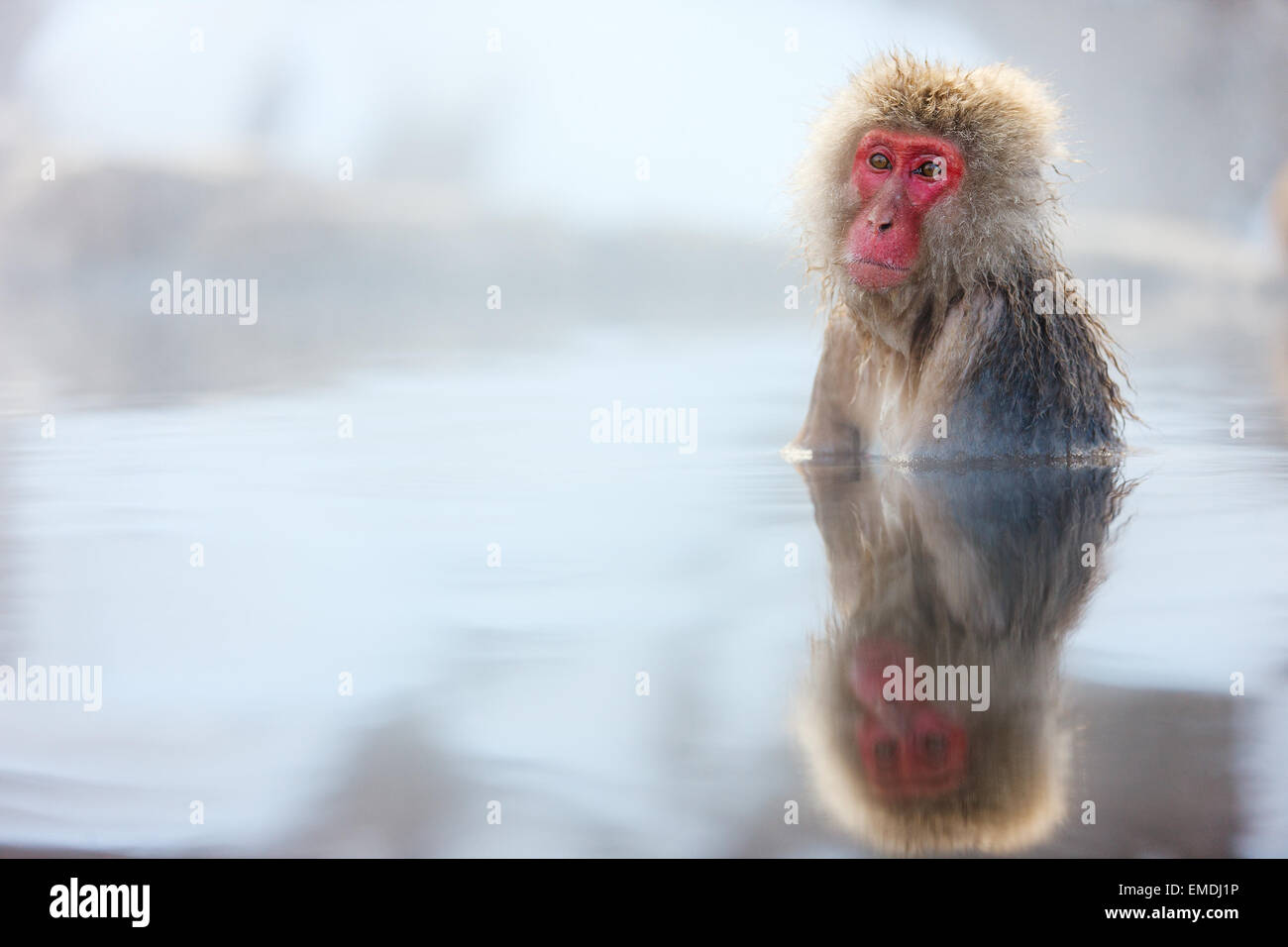 Snow Monkey Stockfoto