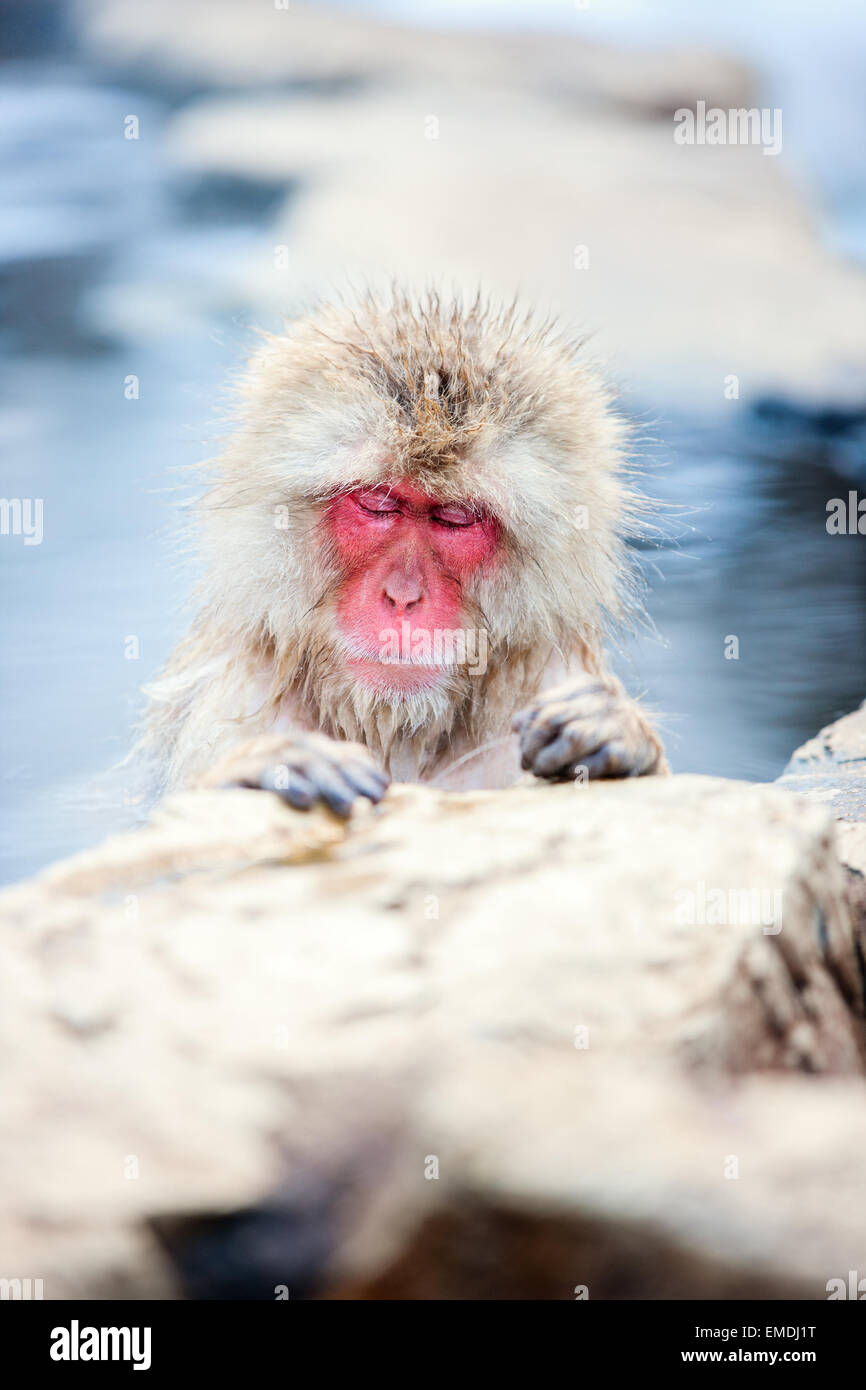 Snow Monkey Schneeaffen Stockfoto
