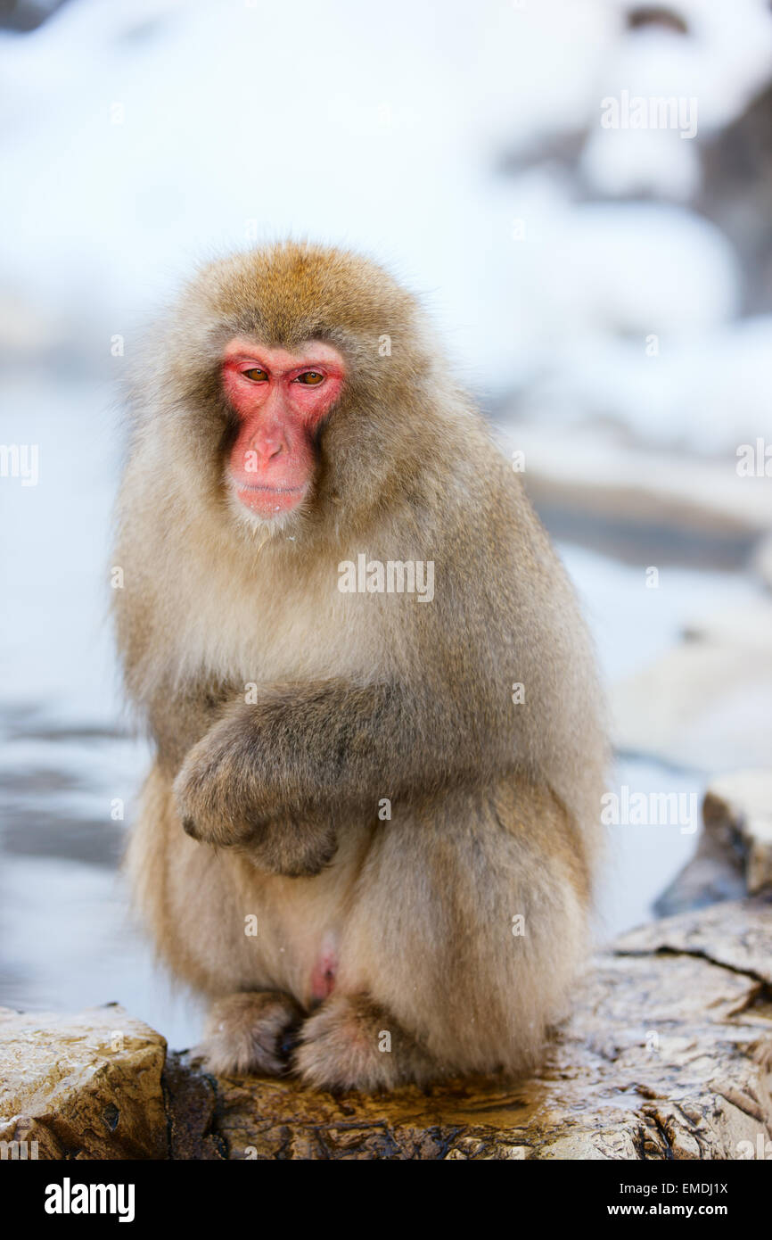 Snow Monkey Schneeaffen Stockfoto