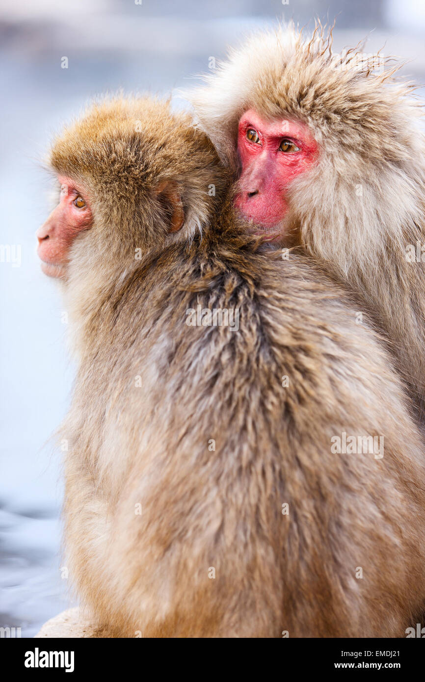 Schneeaffen Stockfoto