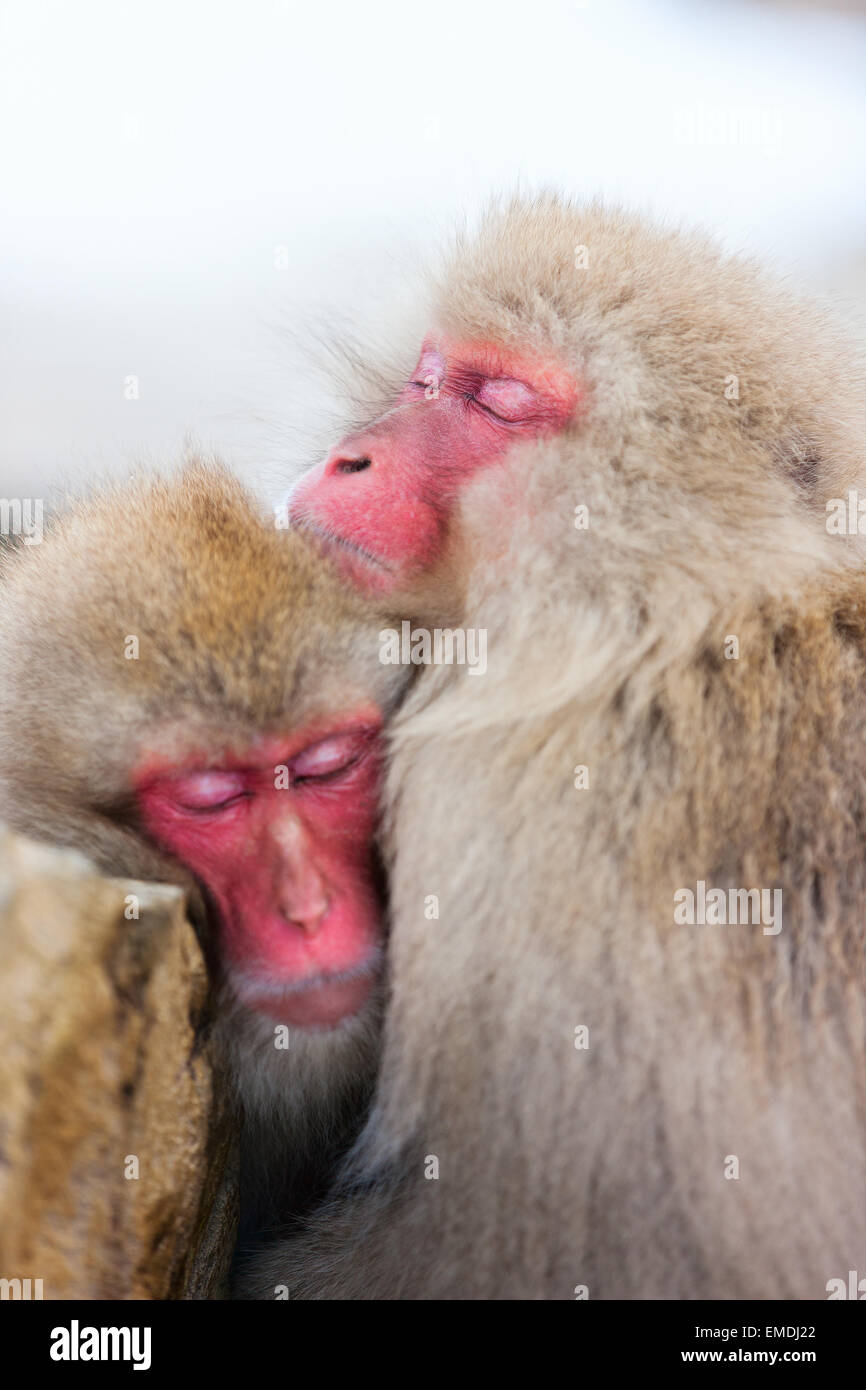 Schneeaffen Stockfoto
