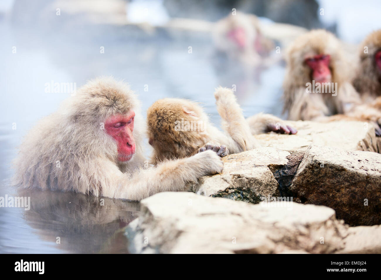 Schneeaffen Stockfoto