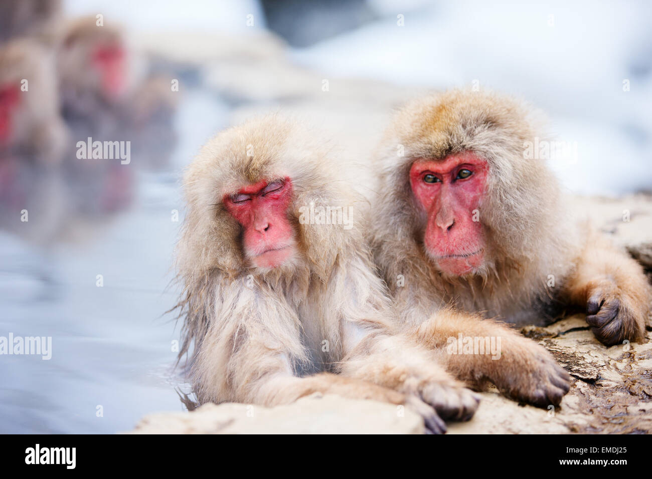 Schneeaffen Stockfoto