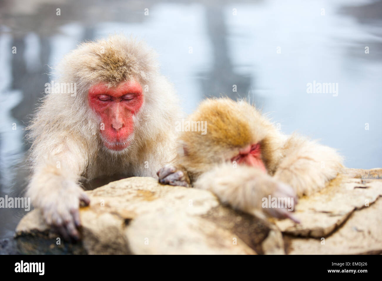 Schneeaffen Stockfoto