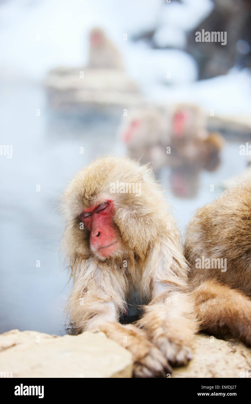 Schneeaffen Stockfoto