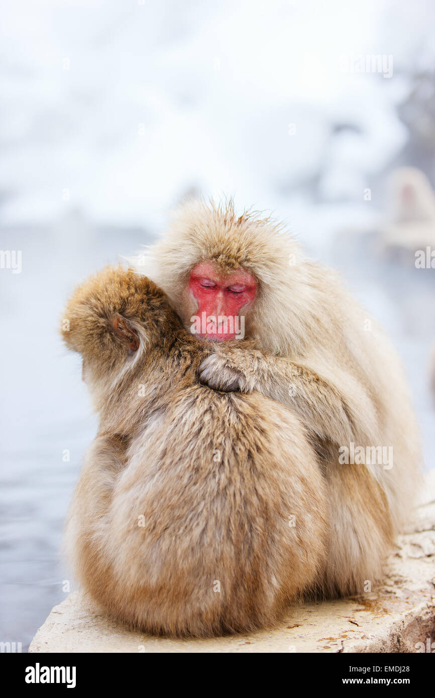 Schneeaffen Stockfoto