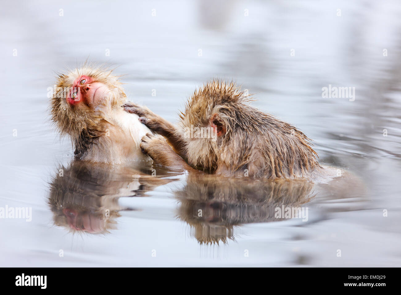 Schneeaffen Stockfoto