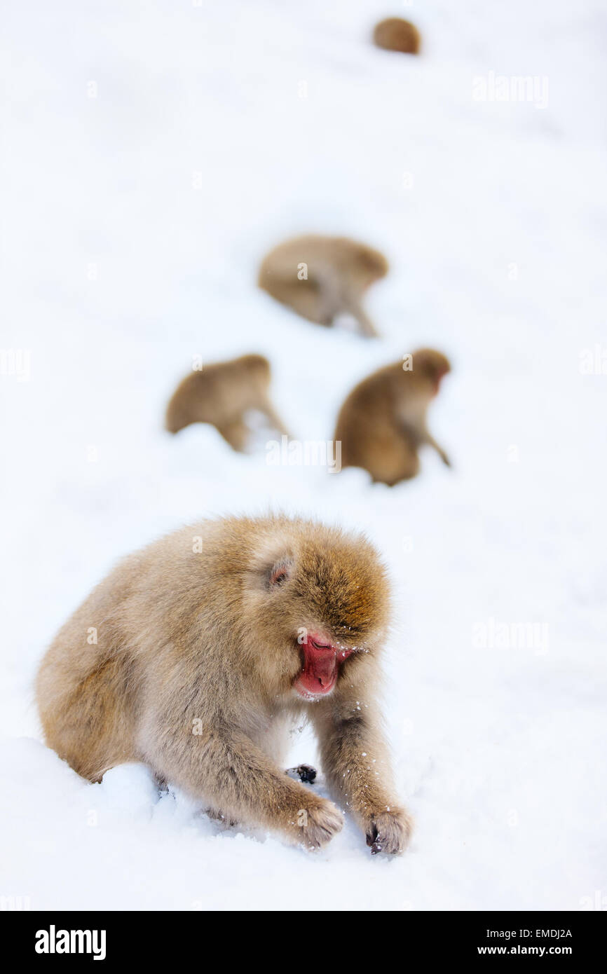 Schneeaffen Stockfoto
