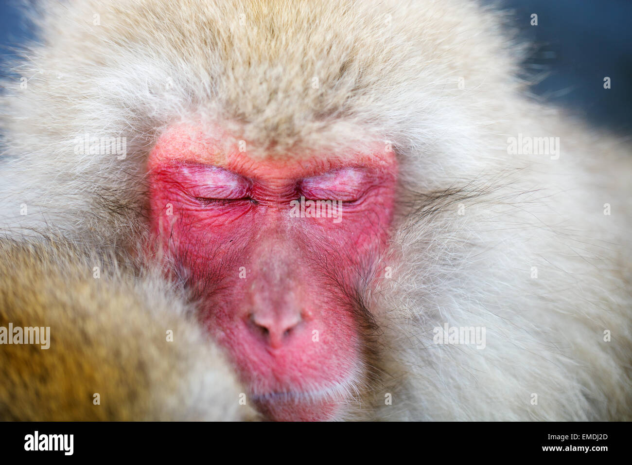 Snow Monkey Stockfoto