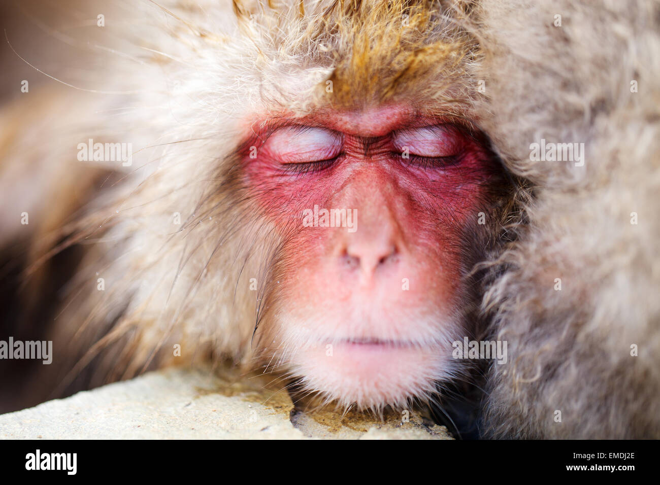 Snow Monkey Schneeaffen Stockfoto