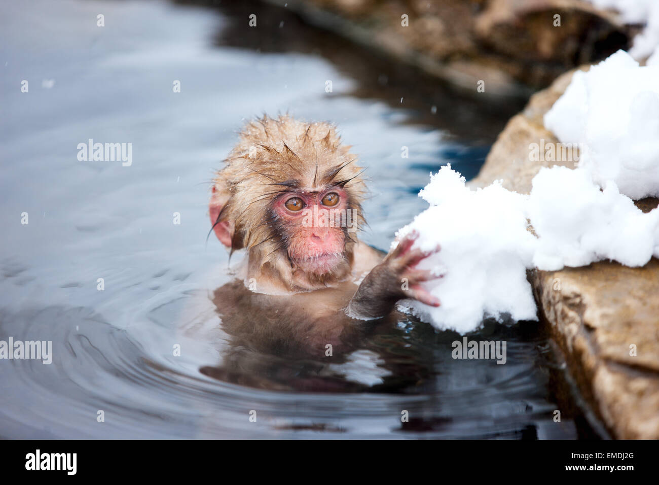 Schneeaffen Stockfoto