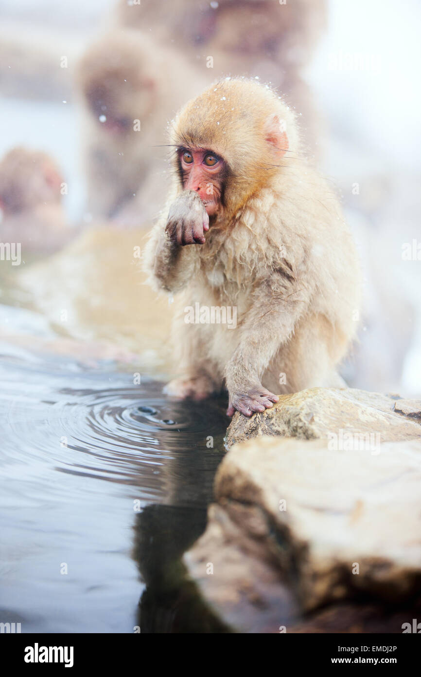 Baby Snow Monkey Schneeaffen Stockfoto