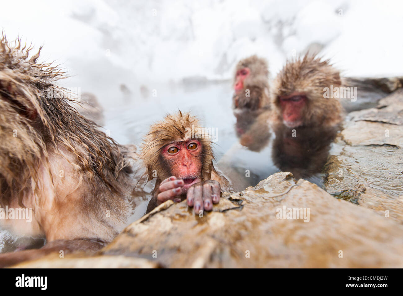 Schneeaffen Stockfoto