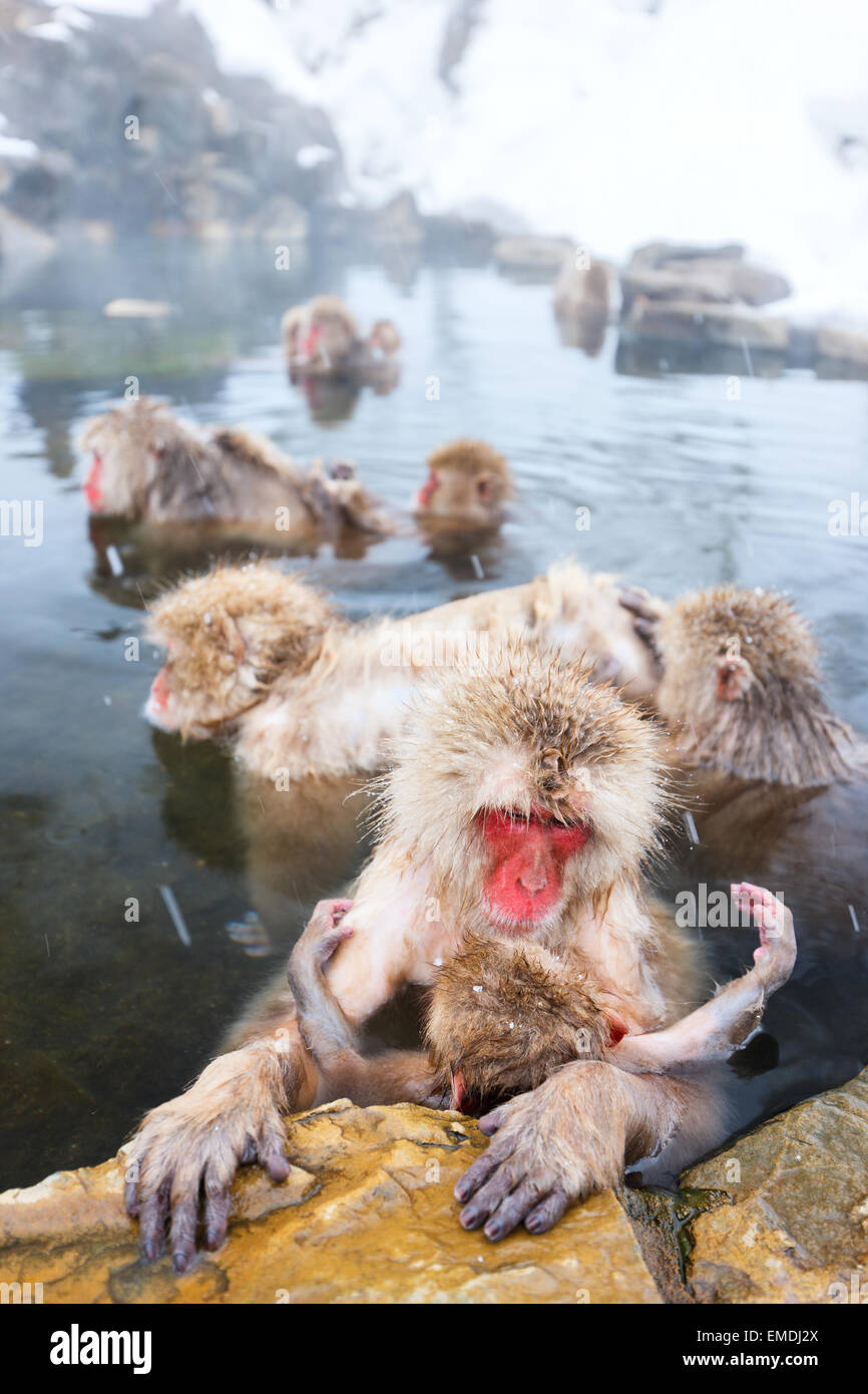 Schneeaffen Stockfoto