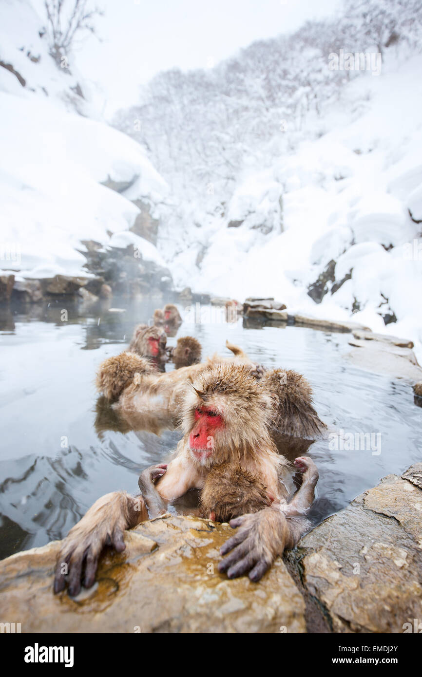 Schneeaffen Stockfoto