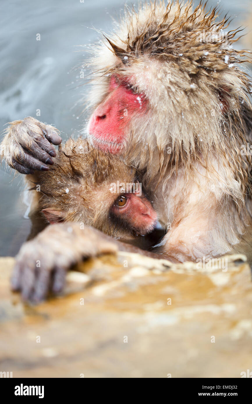 Schneeaffen Stockfoto