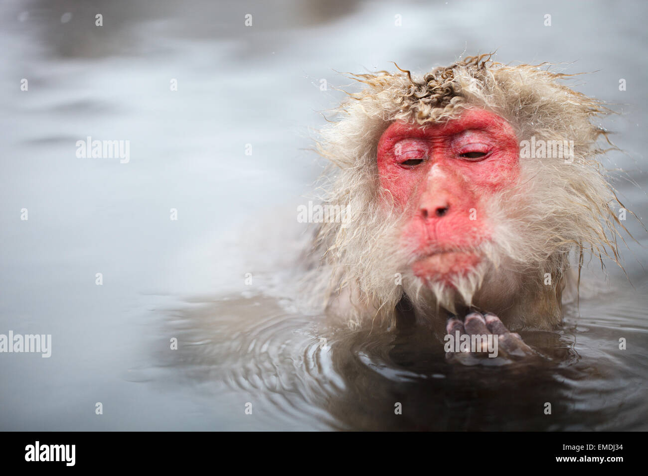 Snow Monkey Stockfoto