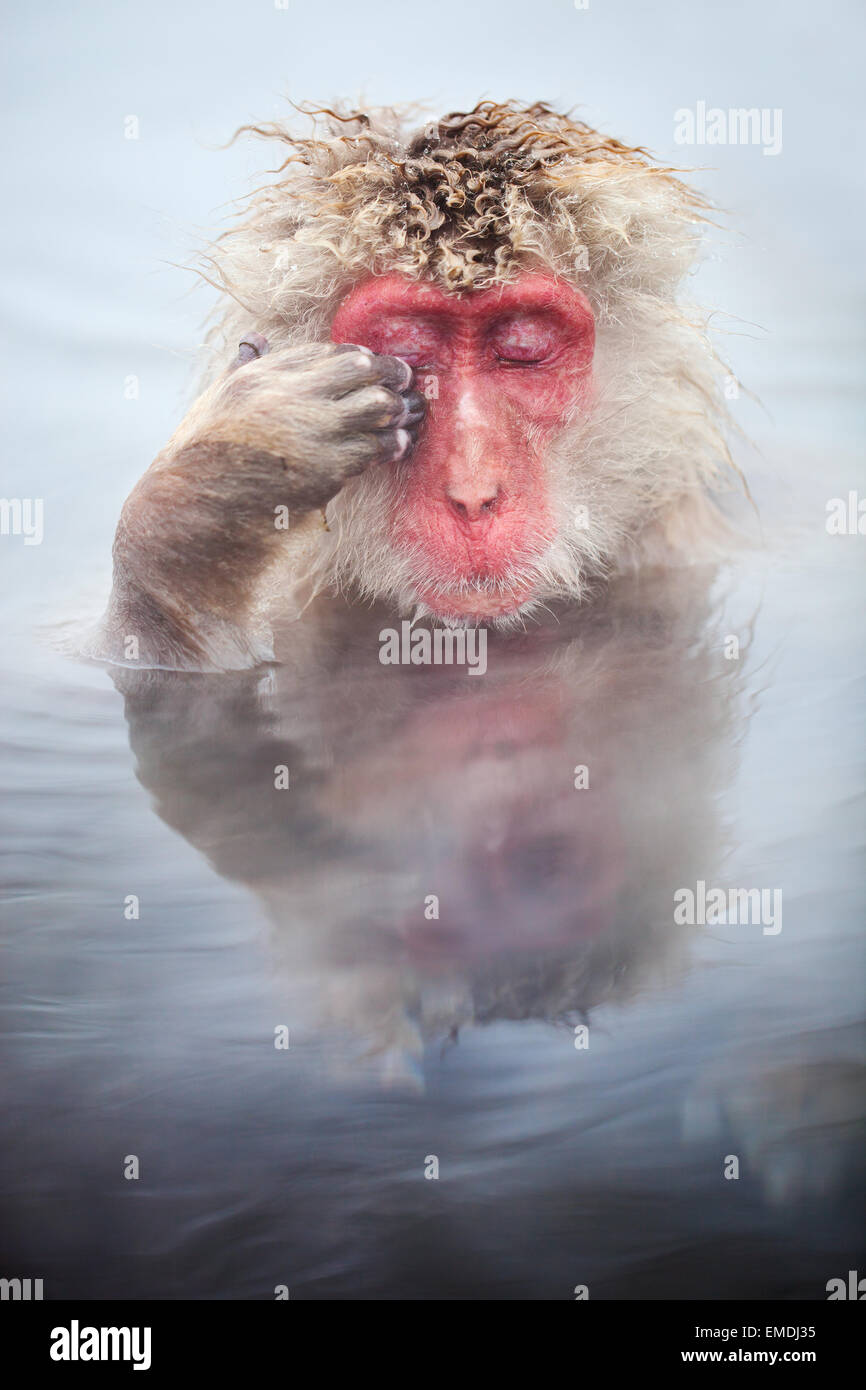 Snow Monkey Schneeaffen Stockfoto