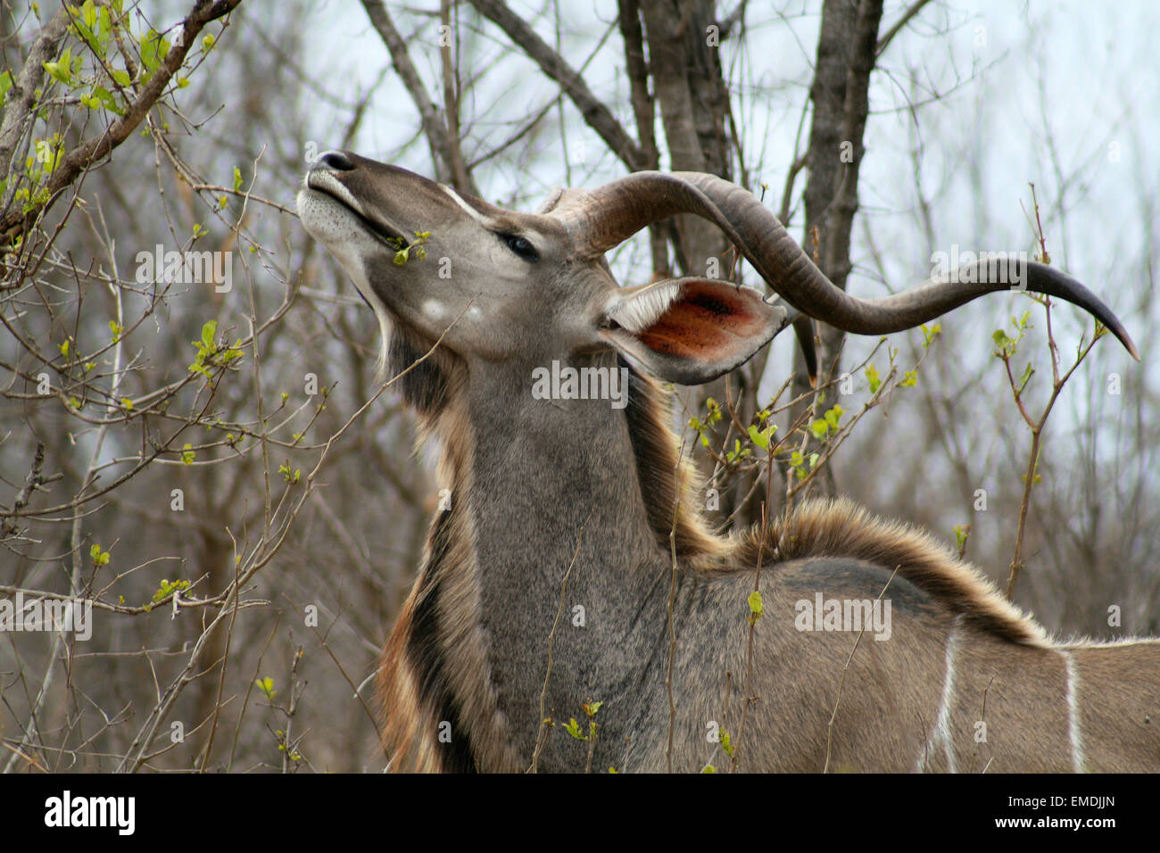 Männliche Kudu Essen Stockfoto