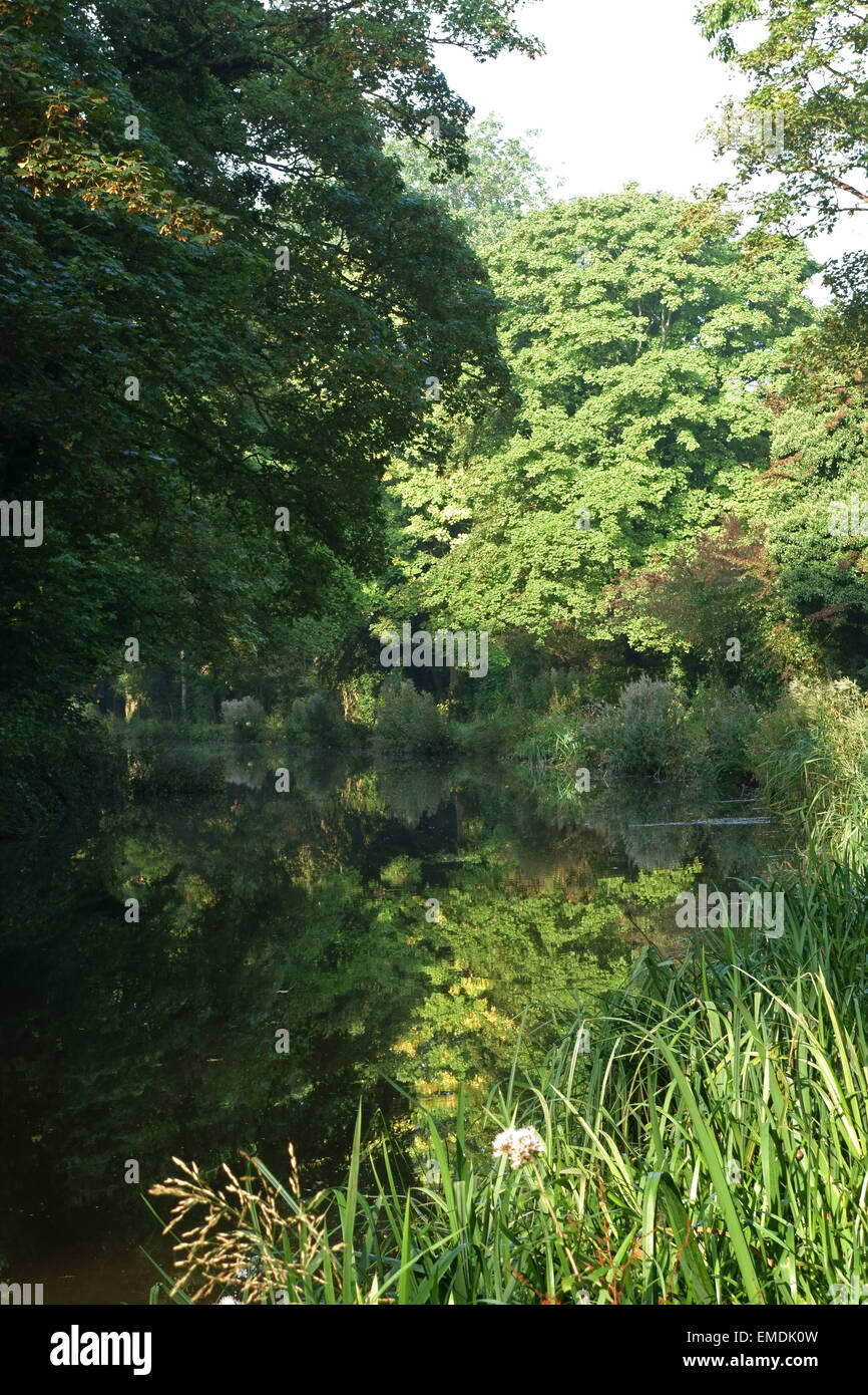 Reflexionen der Spätsommer Bäume mit verschiedenen Schattierungen von Grün im Wasser des Kanals Kennet & Avon an einem nebligen Morgen Stockfoto