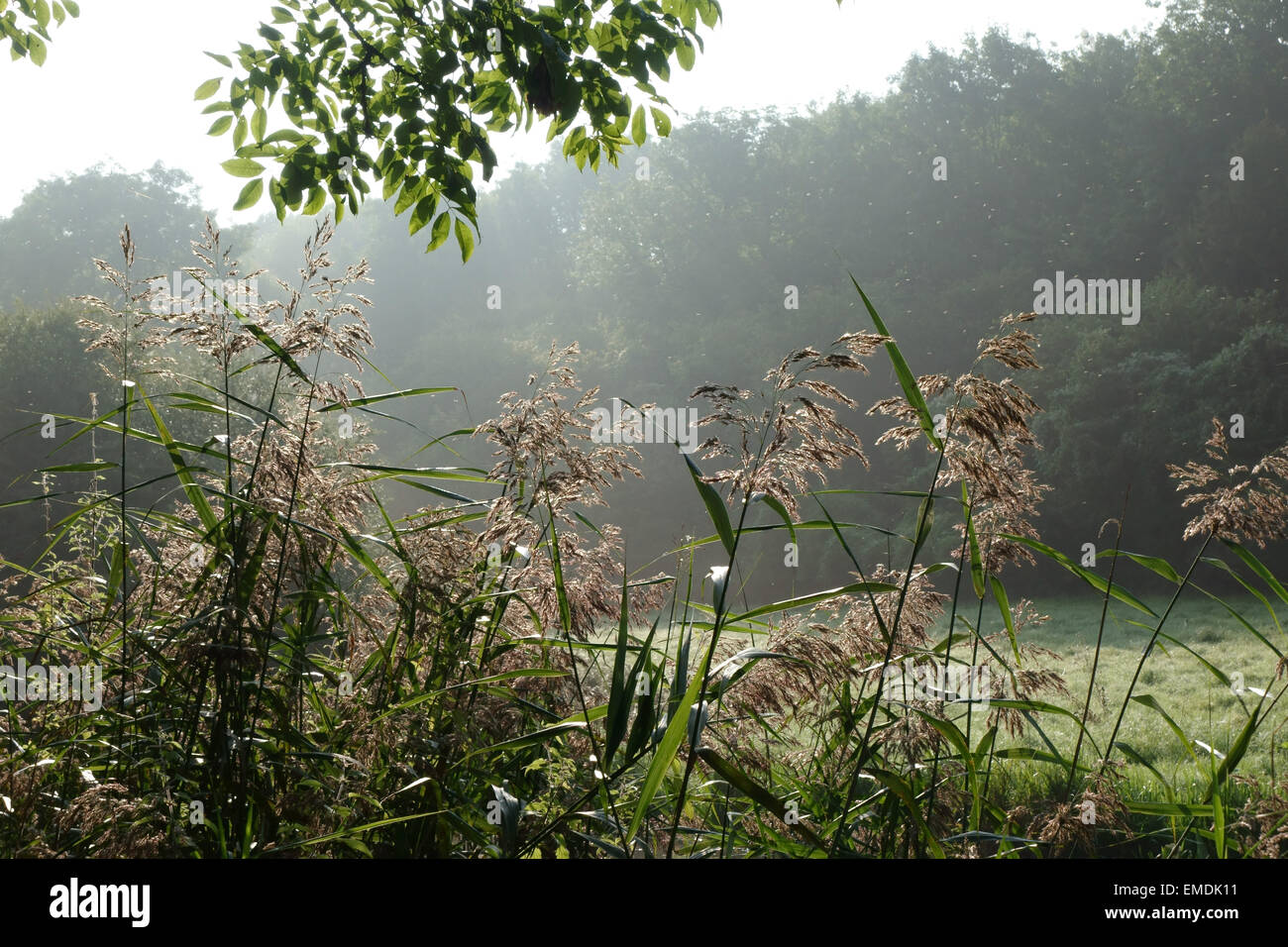 Gemeinsamen Reed, Fragmites Communis, blühen an den Ufern des Kanals Kennet & Avon an nebligen spät Sommermorgen Stockfoto