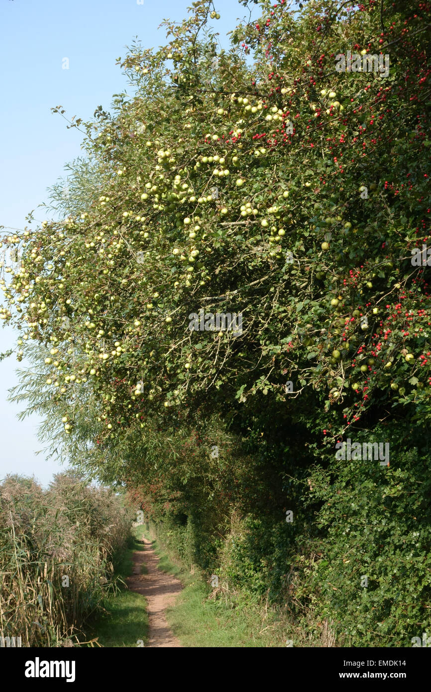Holzäpfel und Weißdorn Beeren auf Bäumen Oin der Treidelpfad der Kennet und Avon Kanal an einem hellen Spätsommer-Morgen Stockfoto