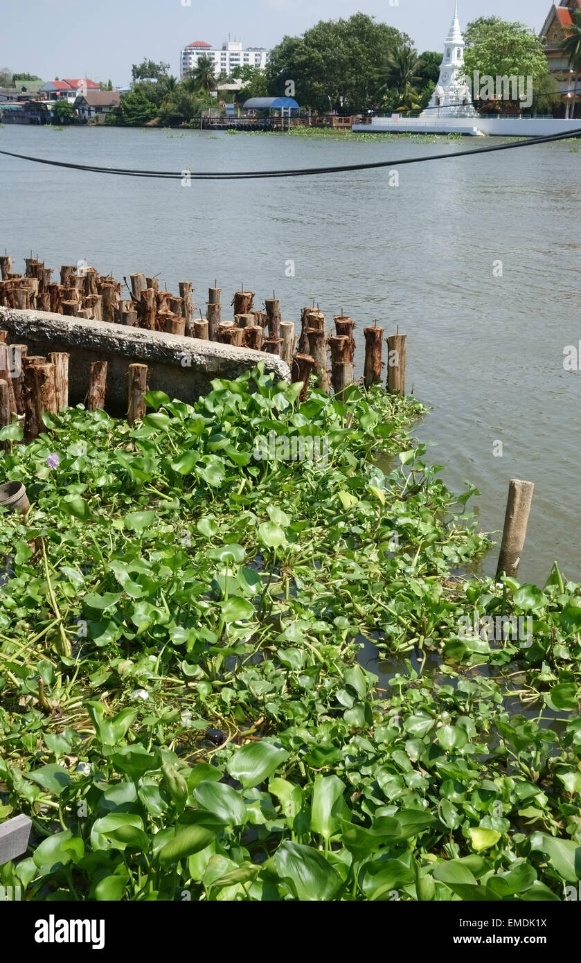 Wasserhyazinthe, Eichhornia Crassipes eingelegt in hölzernen Steg in den Chao Praya Fluss, schweren Unkraut die Wasserstraßen verstopft Stockfoto