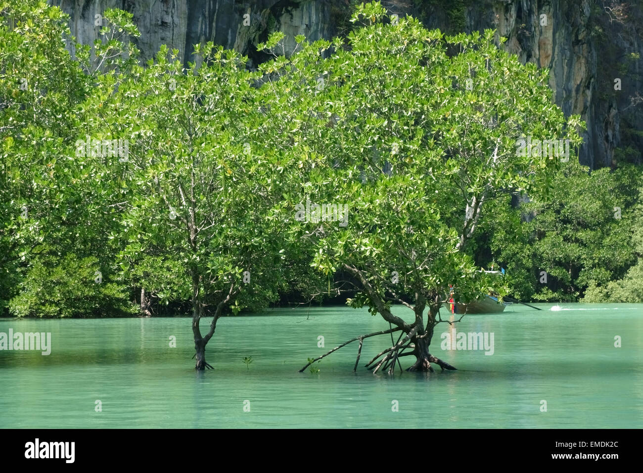 Mangrovenbäume stehen im Meerwasser bei Flut in der Lagune im Zentrum von Koh Hong, Provinz Krabi in Thailand Stockfoto