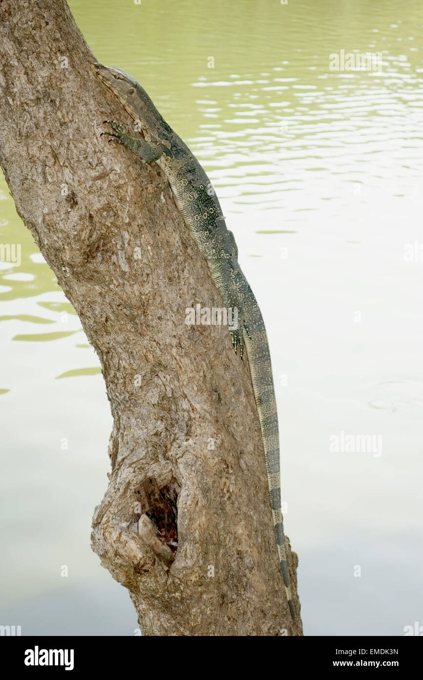Ein junger Wasser Waran Varanus Salvator, auf einem Baumstamm im Lumphini-Park im Zentrum von Bangkok in Thailand Stockfoto