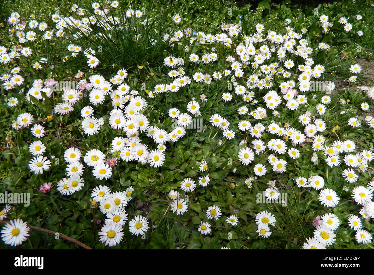 Daisy Blumen in voller Blüte gewinnt und verschönert eine Wiese. Stockfoto