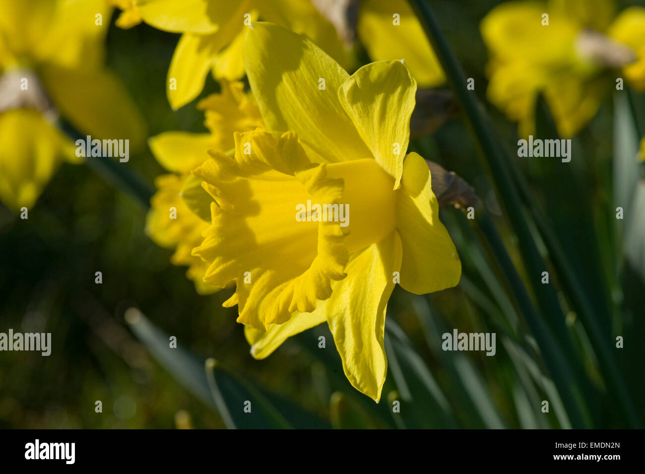 Gelbe Corona und Blütenhüllblätter einer typischen Narzisse Blume im frühen Morgenlicht Stockfoto