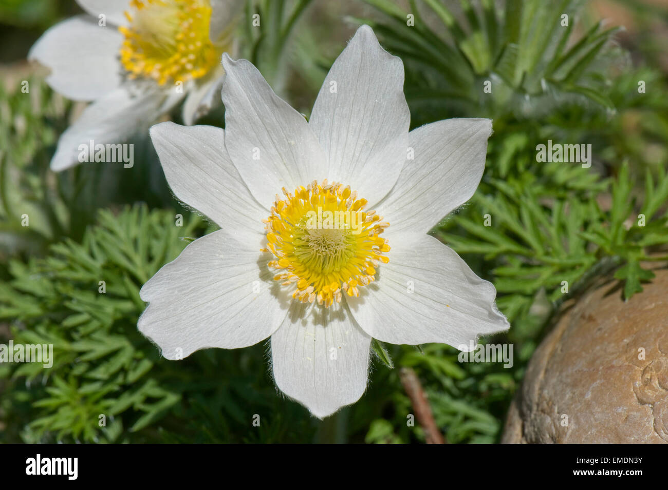 Eine weiße Kuhschelle, Pulsatilla Vulgaris Alba, Blüte zur Osterzeit, Berkshire, April Stockfoto