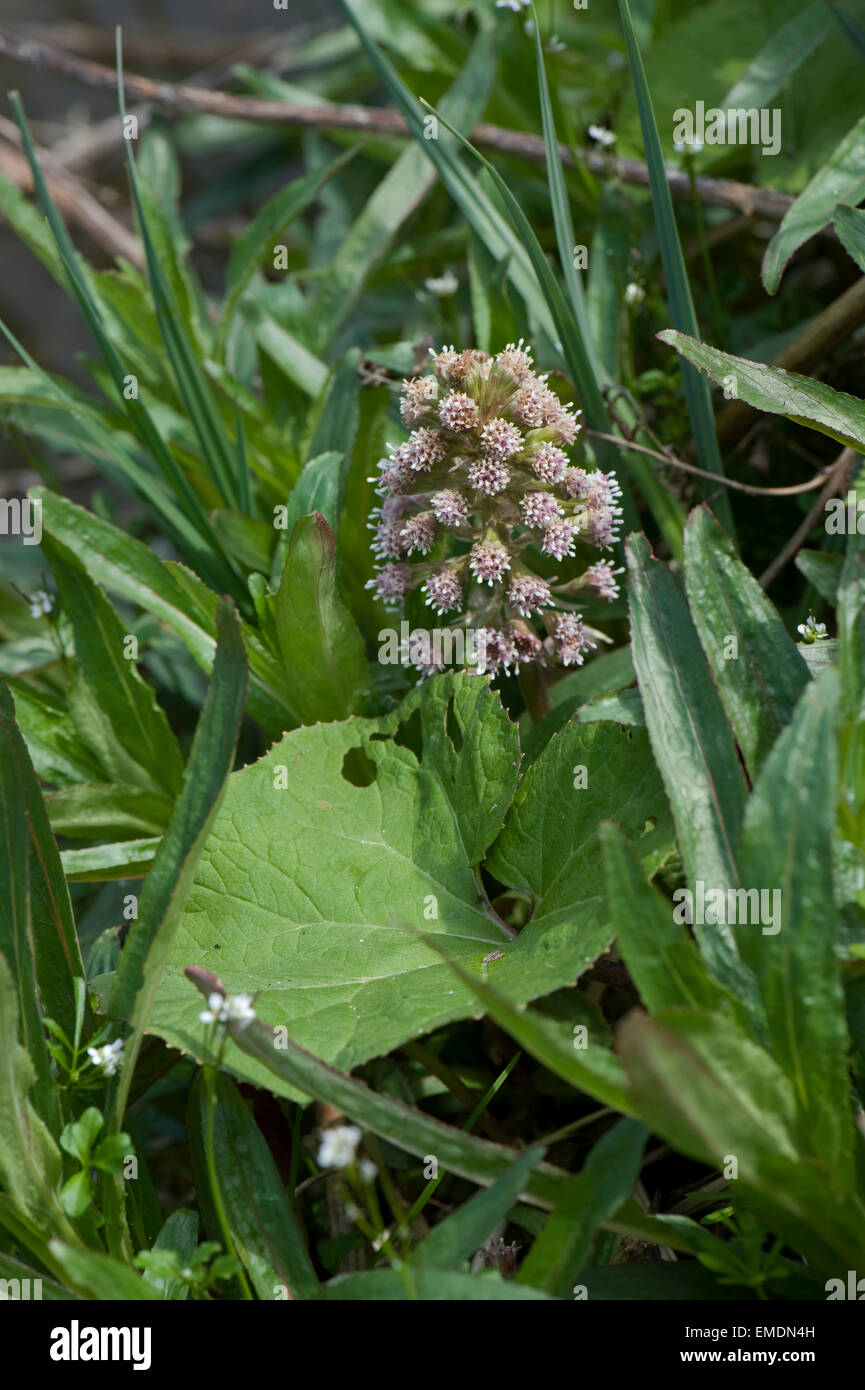 Pestwurz, Petasites Hybridus, am Ufer des Kennet und Avon Kanal in der Nähe von Hungerford im Frühjahr blühend Stockfoto