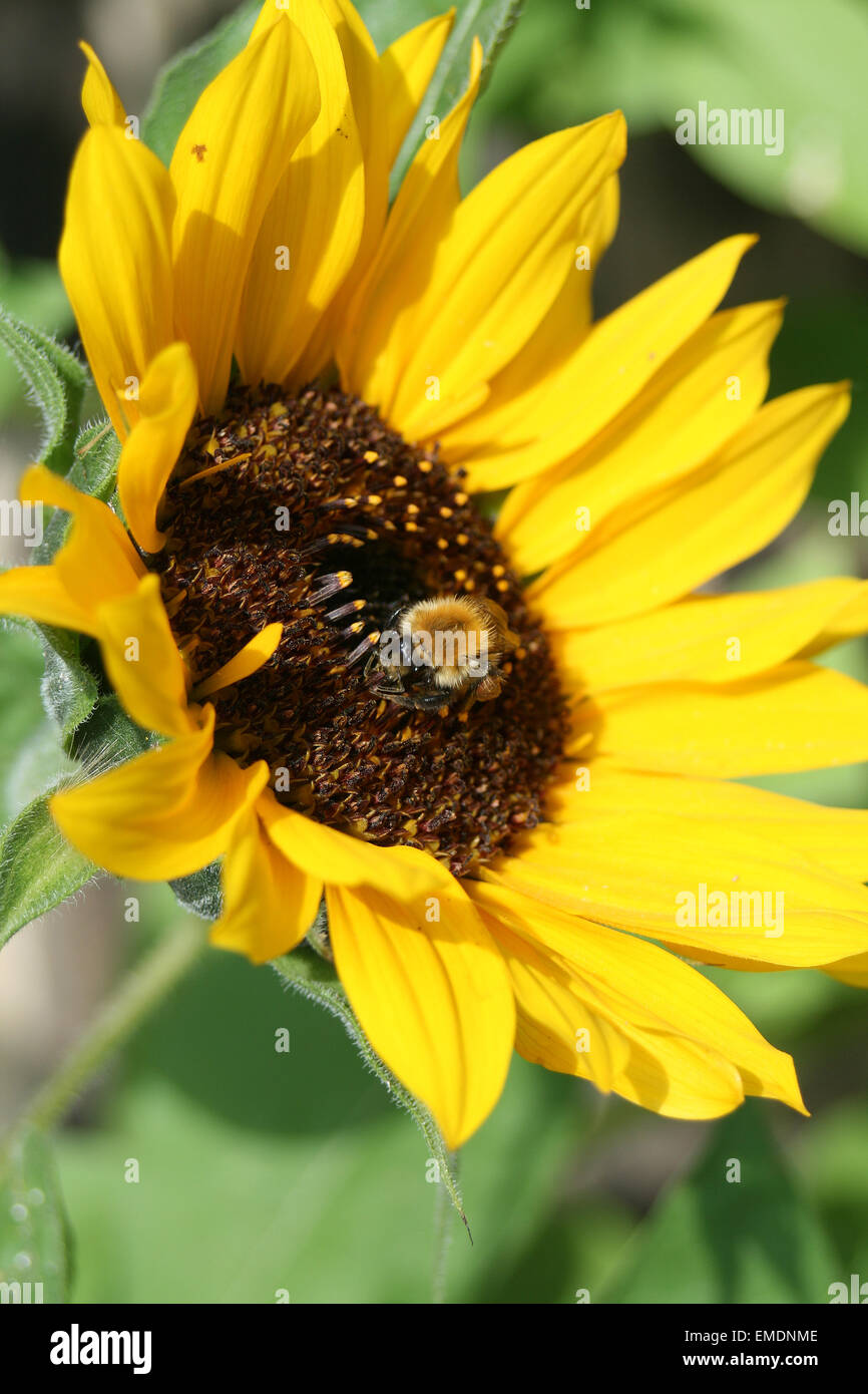 Sonnenblume mit Hummel Stockfoto