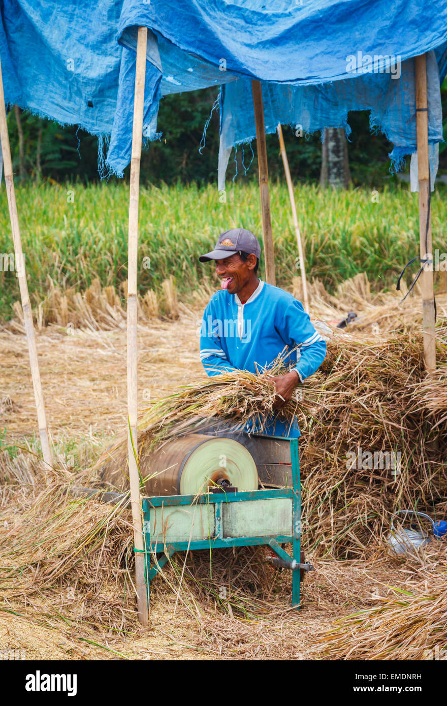 Mann arbeitet in einem Reisfeld in der Nähe der Stadt Yogyakarta. Java. Indonesien, Asien. Stockfoto