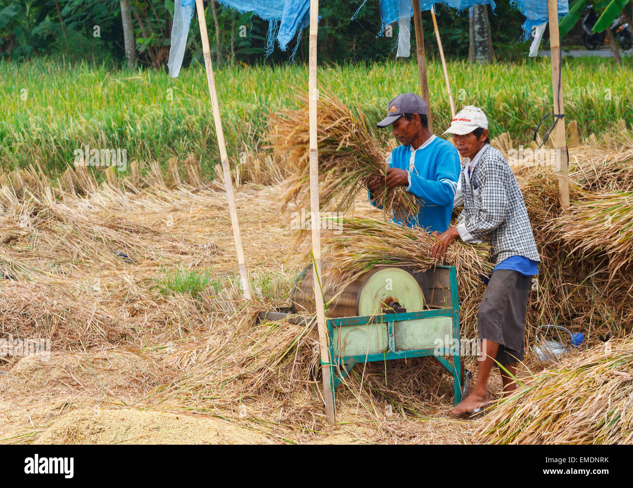 Mann arbeitet in einem Reisfeld in der Nähe der Stadt Yogyakarta. Java. Indonesien, Asien. Stockfoto