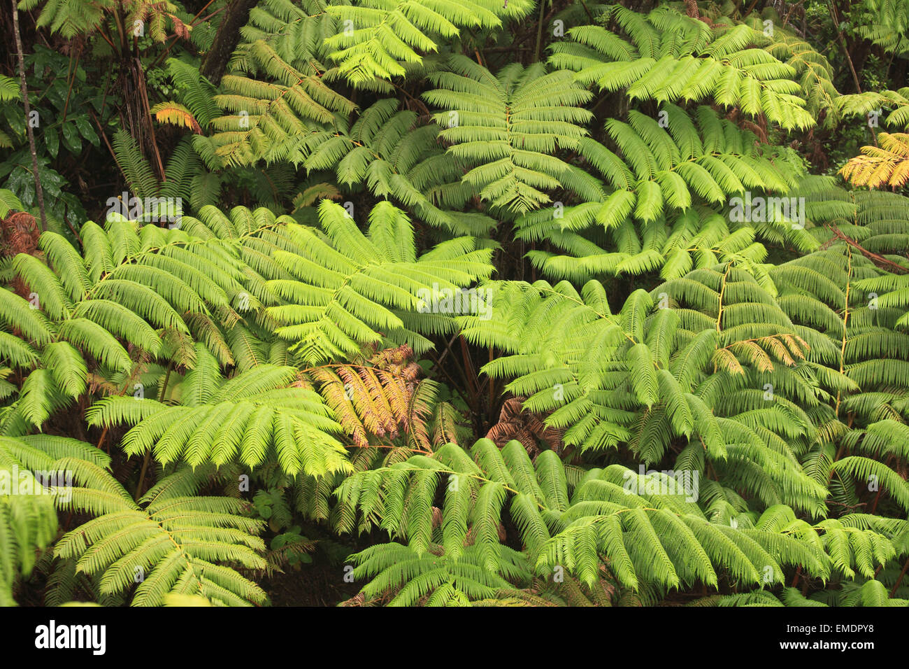 Hawaii, Big Island, Hawaii Volcanoes National Park, Farn, Stockfoto