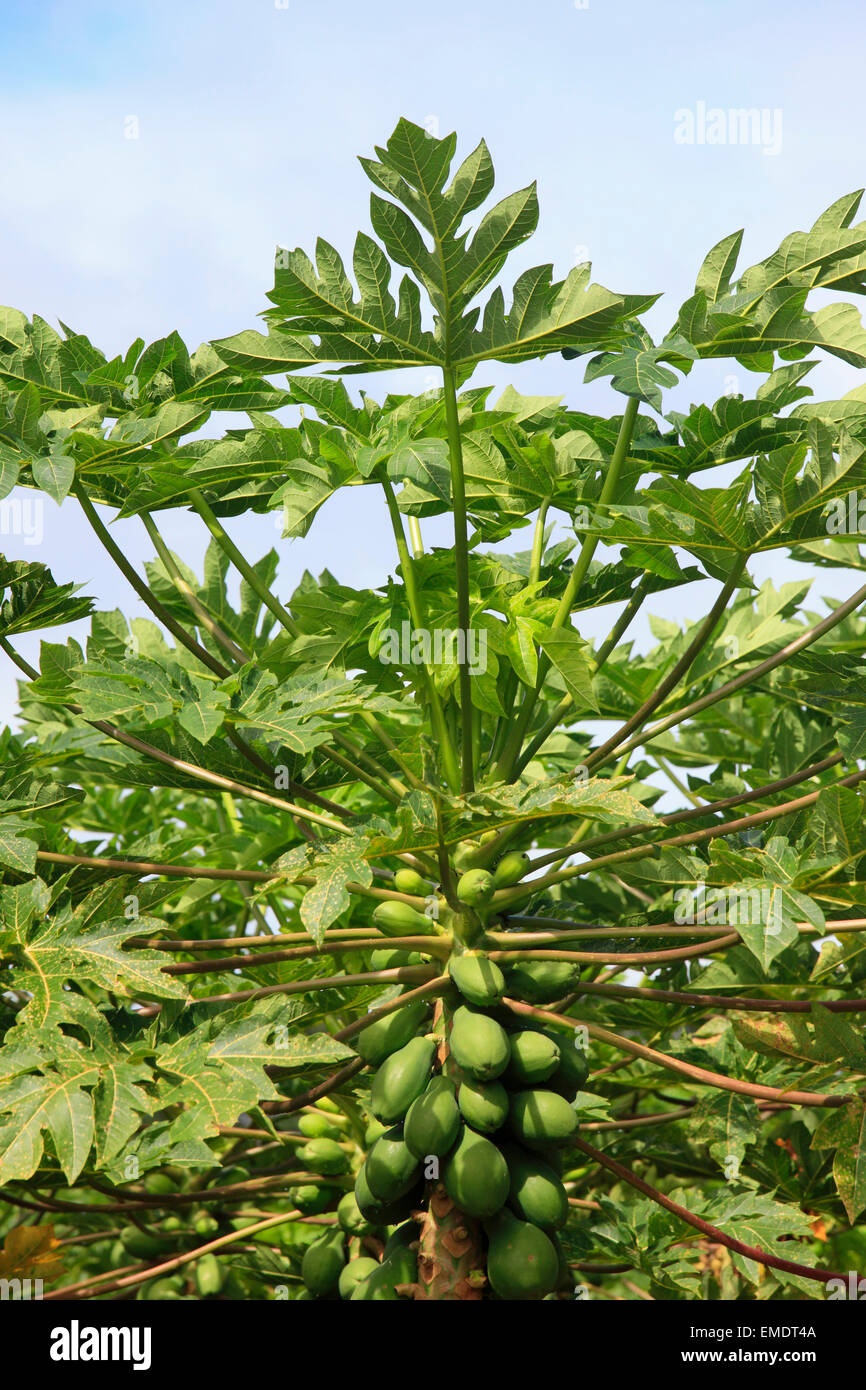 Papayas hawaii Fotos und Bildmaterial in hoher Auflösung Alamy