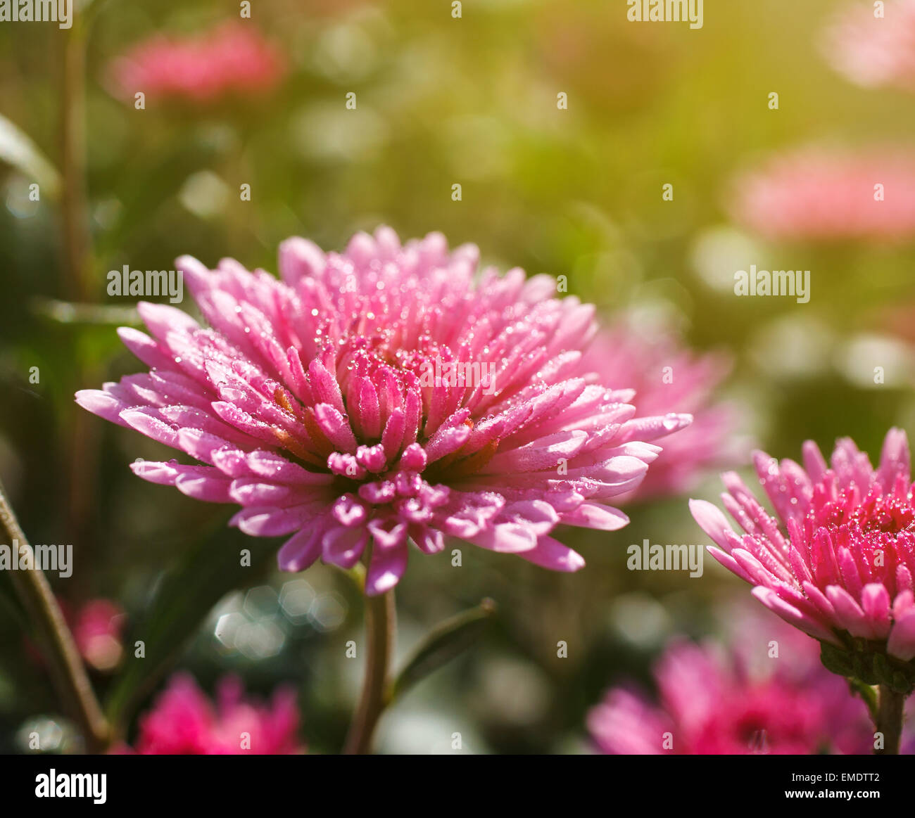 Rosa Chrysanthemen im Frühjahr Stockfoto