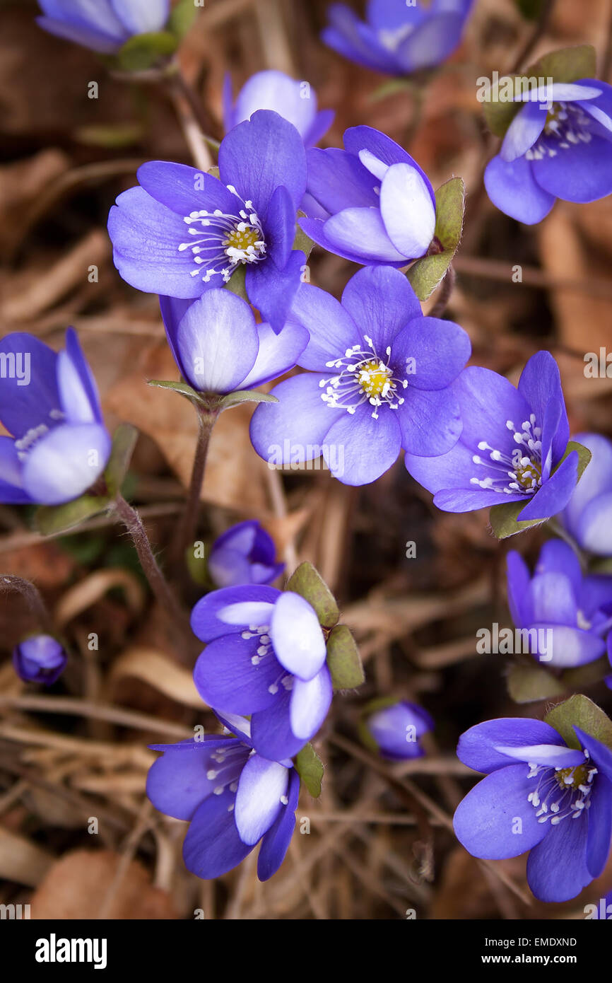 Frühlingsblumen im Wald Stockfoto