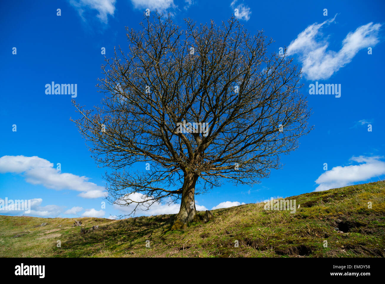 Eine Eiche auf den Wällen der Graben Hill Eisenzeit Hügel Fort, in der Nähe von Hopesay, Shropshire. Stockfoto