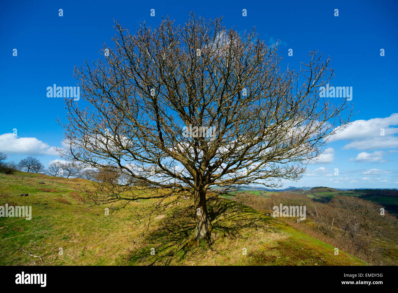 Eine Eiche auf den Wällen der Graben Hill Eisenzeit Hügel Fort, in der Nähe von Hopesay, Shropshire. Stockfoto